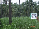 133330373d-irrigated-supplemental-groundwater-sugarcane-coconut-plantation.gif