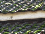 13640IMG_3901.JPG