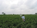 7968gt90a_cropland_cottonfeilds.jpg