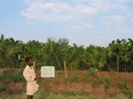 7786gt031a-cropland-rainfed-with-supl-irrigation-plantation.jpg