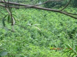 34775CIMG2606.JPG