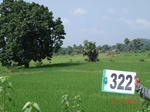 131600322a-irrigated-canal-rice.gif