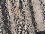 8165vp-050-Irrigated (Surface water) winter wheat-a.jpg