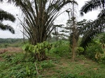 46208CIMG0497.JPG