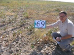 8110069-Irrigated cotton-a.jpg