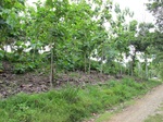 31988IMG_5601.JPG