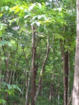 17525100_2786.JPG