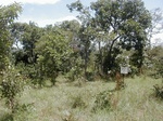 12216GT040_Savannah.JPG