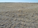 29220GOOD20110406W.JPG