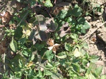 10383vp-071-Irrigated (Surface water) cotton-a.jpg