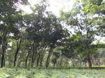 15405IMG_4259.JPG