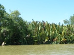 54695Bulungan (190).JPG