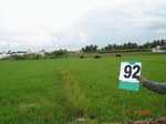 6410092e-irrigated-canal-mixedcrop-sugarcane-dominant-rice-singlecrop-cotton.jpg