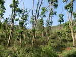 53293CIMG6562.JPG