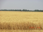 2012-08-30_11-29-20_CIMG1412.JPG