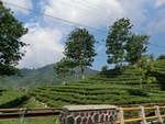 30602CIMG0398.JPG