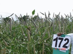 126320172d-rainfed-agriculture-millet-dominant-soyabean-sorghum.gif