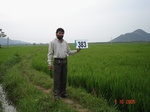 133700383c-irrigated-supplemental-tank-rice-doublecrop.gif