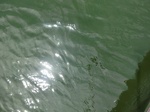 58325CIMG2774.JPG
