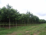 26190RIMG0242.JPG