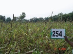 129070254a-rainfed-agriculture-millet-sorghum.gif