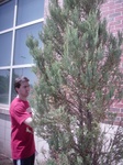 8741red_cedar.JPG