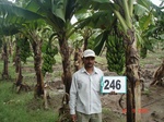128750246a-irrigated-supplemental-groundwater-banana.gif