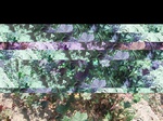 11670vp-068-Irrigated (Surface water) cotton-a.jpg