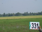 131930331a-rainfed-agriculture-rice-doublecrop-chickpea-greengram.gif