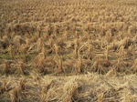 3337R0017376.JPG