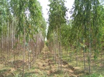 17400100_2086.JPG
