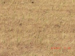 29812CIMG1203.JPG