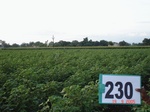 128220230a-rainfed-agriculture-cotton.gif