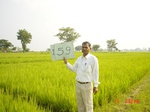 6719gt159-cropland-2.jpg