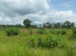 20354P1020211.JPG