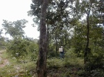 12213GT037_Savannah.JPG
