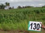 124810130b-irrigated-supplemental-canal-maize-dominant-sugarcane.gif