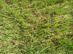 1803420091203_gt02b_Agriculture_Rice_Irrigated_Triple_Continous.JPG