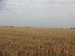 29391CIMG0625.JPG