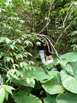 24463Colima 051.jpg