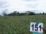 125580151a-irrigated-supplemental-tank-millet-doublecrop.gif