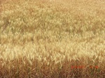 2012-08-30_11-29-21_CIMG1276.JPG