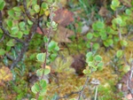 24920DSC00027.JPG