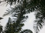45343CIMG2428.JPG