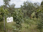 12168GT165_Savannah.JPG