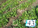 11529043-Irrigated (SW) mixed vegetables-b.jpg