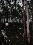 12220GT044_Eucalypt_Plantation.JPG
