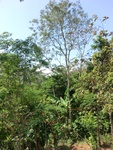 31489CIMG1355.JPG