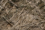 8398IMG_0524.JPG