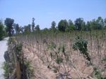 28078RIMG0133.JPG